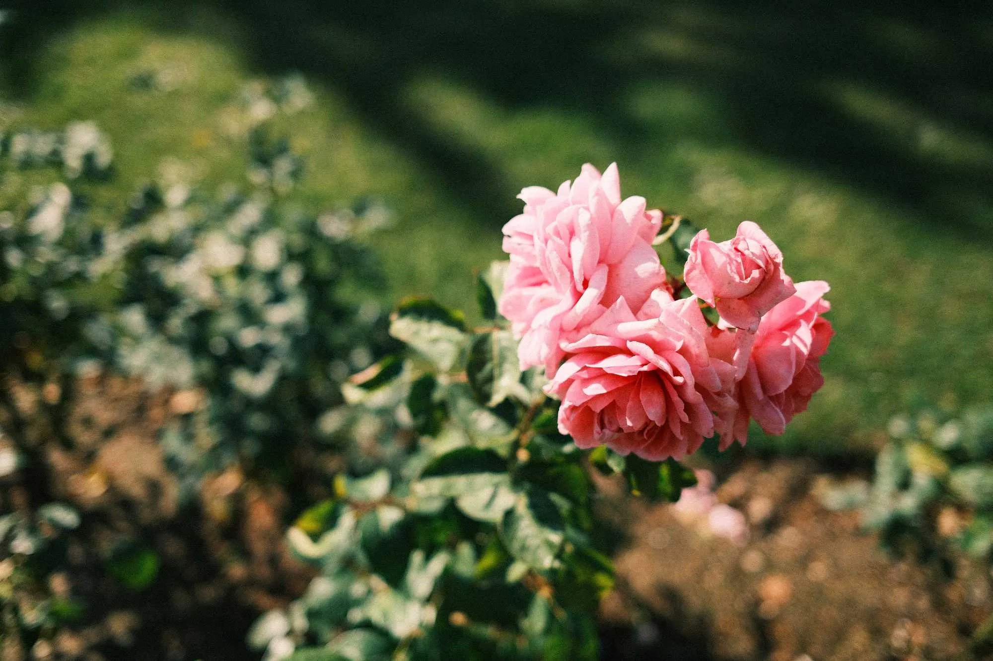 a pink rose in focus against the grass and ground underneath